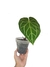Anthurium crystallinum - comprar online