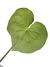 Anthurium crystallinum na internet