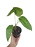 Anthurium fontellanum