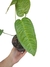 Anthurium fontellanum - comprar online