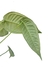 Anthurium fontellanum na internet