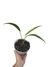 Anthurium galeottii P