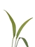 Anthurium galeottii P na internet