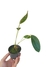 Anthurium ovatifolium