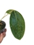 Anthurium ovatifolium - comprar online