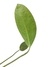 Anthurium ovatifolium na internet