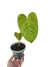 Anthurium recavum M