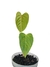 Anthurium recavum M - comprar online