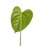 Anthurium recavum M na internet