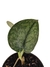 Scindapsus 'Silver Cloud' - comprar online