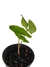 Ulearum donburnsii 'Crown' - comprar online