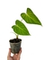 Philodendron pseudoverrucosum