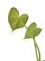 Philodendron pseudoverrucosum - comprar online
