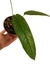 Anthurium moonenii unilobado - comprar online