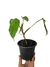 Philodendron ornatum M