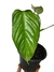 Philodendron ornatum M - comprar online
