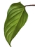 Philodendron ornatum M na internet
