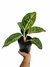 Aglaonema 'Big Papa'
