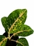 Aglaonema 'Big Papa' - comprar online