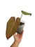 Philodendron 'Summer Glory'