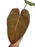 Philodendron 'Summer Glory' - comprar online