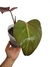 Philodendron 'Summer Glory' - Folhas Raras