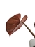 Philodendron 'Summer Glory' na internet