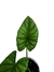 Alocasia x Lukiwan - comprar online