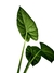 Alocasia x Lukiwan na internet