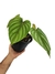 Philodendron plowmanii 'Green'