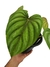 Philodendron plowmanii 'Green' - comprar online