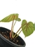 Philodendron plowmanii 'Green' na internet
