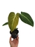 Philodendron 'Glorious' G