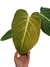 Philodendron 'Glorious' G - Folhas Raras