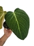 Philodendron 'Glorious' G - comprar online