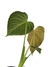 Philodendron 'Glorious' G na internet