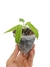 Anthurium warocqueanum baby