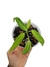 Anthurium warocqueanum baby - comprar online
