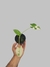 Alocasia macrorrhizos 'Variegato' P na internet