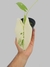 Alocasia macrorrhizos 'Variegato' P - comprar online