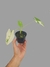 Alocasia macrorrhizos 'Variegato' P - loja online