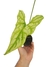 Cercestis mirabilis - comprar online