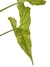 Cercestis mirabilis na internet