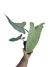 Philodendron hastatum 'Silver' M