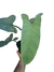 Philodendron hastatum 'Silver' M na internet