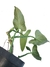 Philodendron hastatum 'Silver' M - comprar online