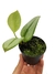 Scindapsus treubii 'Moonlight' - comprar online