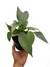 Philodendron hastatum 'Silver'