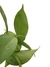 Philodendron hastatum 'Silver' na internet
