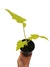 Philodendron warszewiczii 'Aurea' P na internet